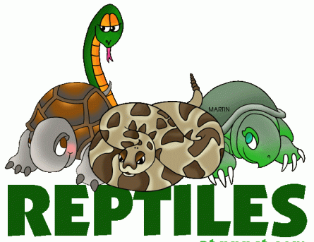 Reptile watch