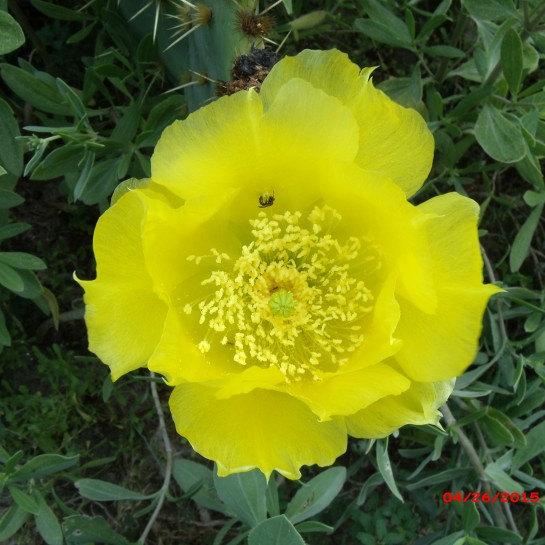 Bright yellow Cactus Flower