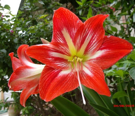 Orange-red Lily flower
